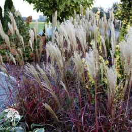 Мискантус китайский Дроннинг Ингрид