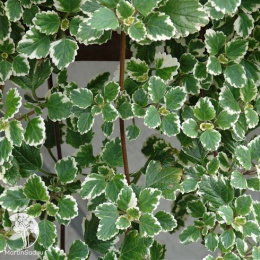 Плектрантус вариегатный