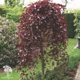 Яблоня пурпурная Пендула