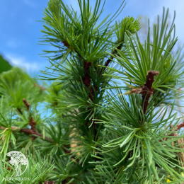 Лиственница европейская Глобус на штамбе в цветных контейнерах для патио