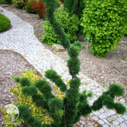 Лиственница европейская Крейчи Мутейшн