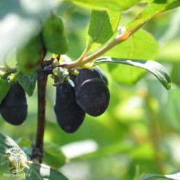 Жимолость камчатская Челябинка