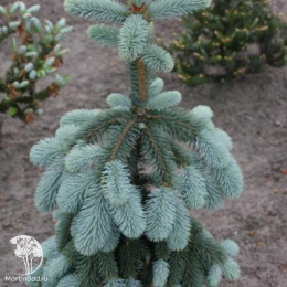 Ель колючая Зе Блюз