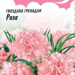 Гвоздика садовая гренадин Роза, серия Розовые сны
