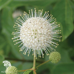 Помпонное дерево (Головач западный) Шугар Шак