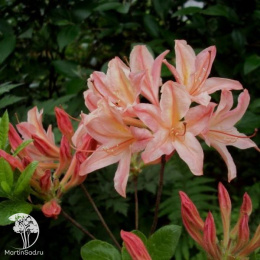 Азалия крупноцветковая Шанель