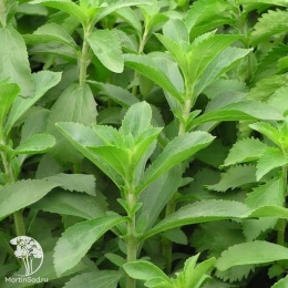 Стевия Лакомка