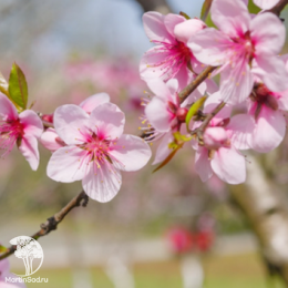 Персик мини Хоней Голд