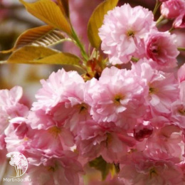 Миндаль трехлопастный на штамбе