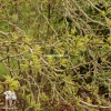 Шелковица широколистная Спирата фото 2 