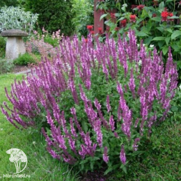 Набор для ароматной грядки шалфей Блауконигин + Остфрисленд + Квин Роуз