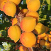 Абрикос Ранний из Мордена фото 3 
