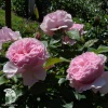 Роза флорибунда Гартентрауме фото 3 