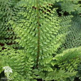 Многорядник щетинконосный Херенхаузен