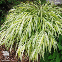 Хаконехлоа большая Ауреола