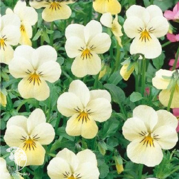 Фиалка Монблан (вид: рогатая, белая)