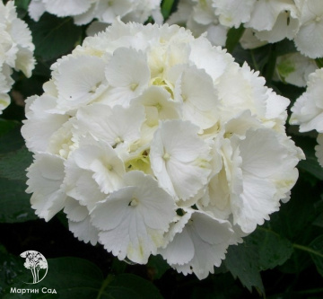 Фото Гортензия крупнолистная Шнеебол
