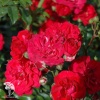 Роза почвопокровная Фейри Данс фото 2 