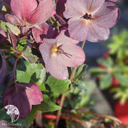 Морозник Айс эн Роузес Ред