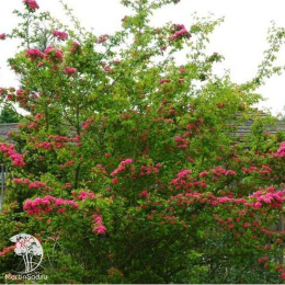 Боярышник обыкновенный Пинк Коркскрю