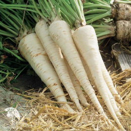 Петрушка корневая Алба