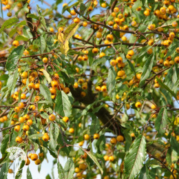 Яблоня торинго Брауэерс Бьюти