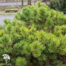 Сосна чёрная Хорнибрукиана