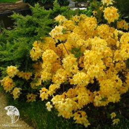 Азалия Голден Сансет