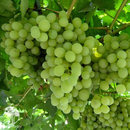 Виноград плодовый Восторг