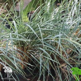 Элимус голубой