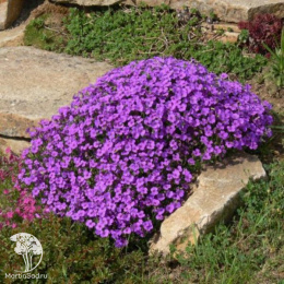 Обриета Пурпурный каскад серия Альпийская горка