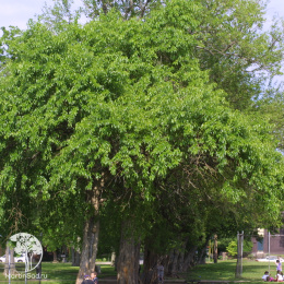 Маклюра (Адамово яблоко) оранжевая