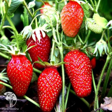 Фото Клубника Гаригуэтта