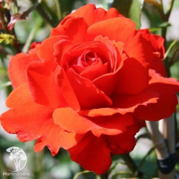 Фото Роза Кордес