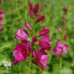 Сидальцея орегонская Бриллиант