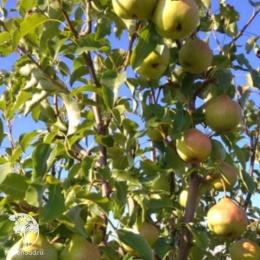 Груша Осенняя Яковлева