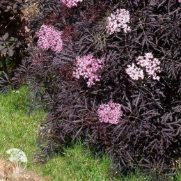 Бузина чёрная Лэйсд Ап