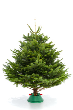 Фото Пихта Нордмана (датская ёлка) срезанная