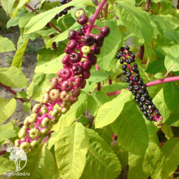 Фитолакка американская