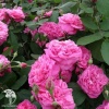 Роза Английская Гертруда Джекилл фото 5 