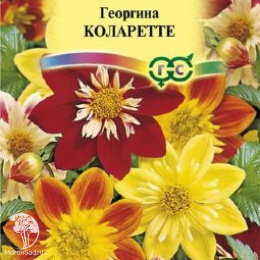 Георгина Коларетте 