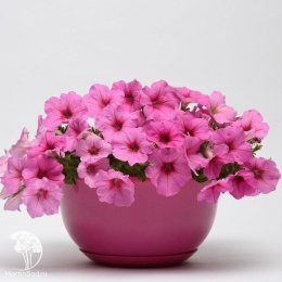 Петуния "Изи Вэйв" Пинк Пейшн F1 каскадно-ампельная