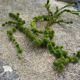 Лиственница европейская Крейчи Мутейшн