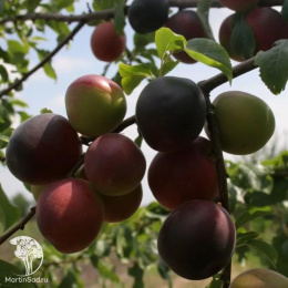 Абрикос обыкновенный Саратовский Рубин + Чёрный Принц