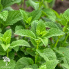 Мелисса лекарственная Мохито фото 3 