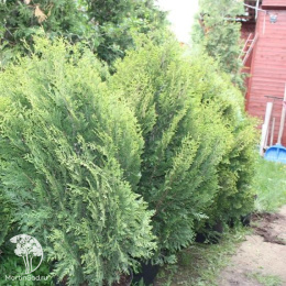 Туя складчатая Корник