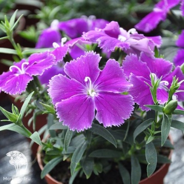 Фото Dianthus chinensis Diana Blueberry Гвоздика китайская Диана Блюберри