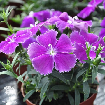 Фото Dianthus chinensis Diana Blueberry Гвоздика китайская Диана Блюберри