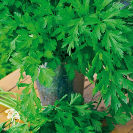 Петрушка листовая Салатная