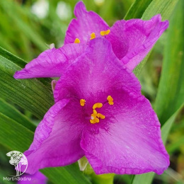 Традесканция Андерсона Рубра
